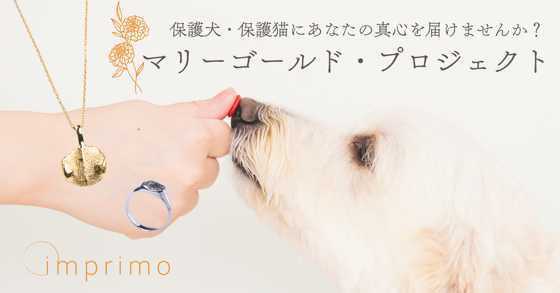 「マリーゴールドプロジェクト」での支援希望動物保護団体募集のお知らせ